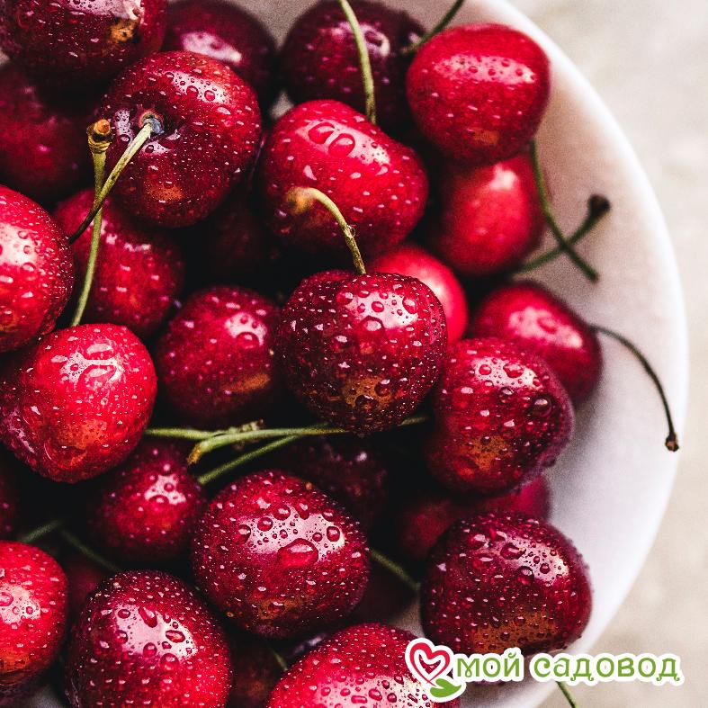 Саженцы вишни - Чудо-вишня