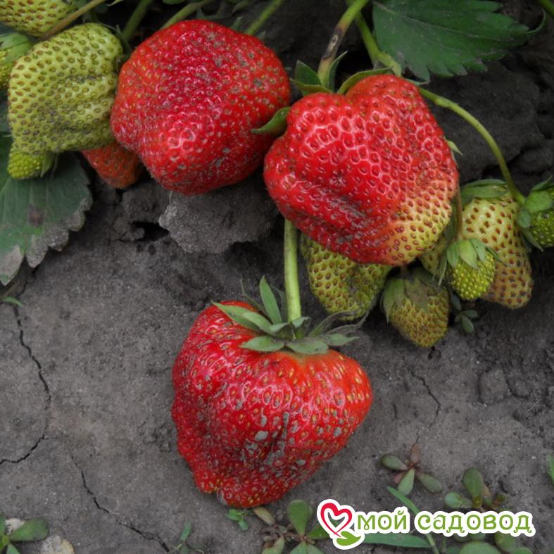 Клубника Нагаока