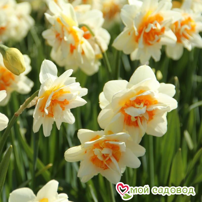 Нарцисс махровый Фэшн