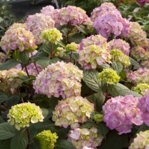 Декоративные